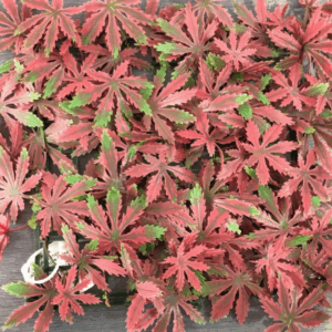 188005A J VERTICAL ESTRELLA ROJA 188005A