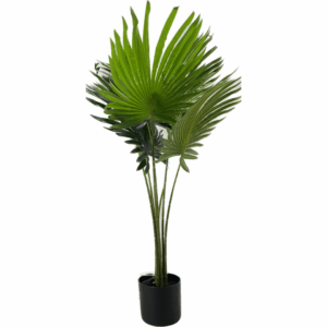 J PLANTA FAN PALM 431-7L