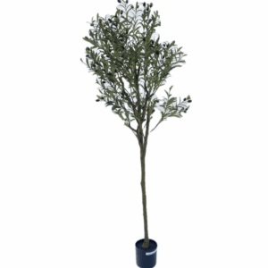 J PLANTA OLIVE TREE AL-03A-180