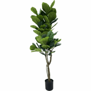J PLANTA FICUS AL-15A-180