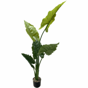 J PLANTA RAINBOW ARUM AL-CHY-G15005