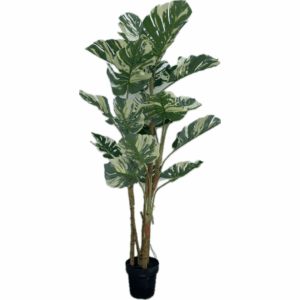 J PLANTA MOSTERA AL-GBS-19321WG