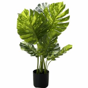 J PLANTA MONSTERA BGB001