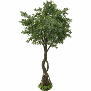 J PLANTA BLACK OLIVO F04804083