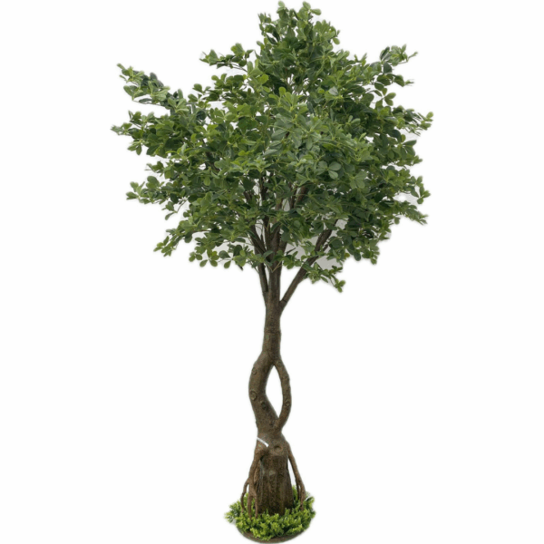 J PLANTA BLACK OLIVO F04804083