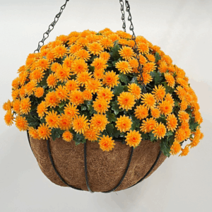 J FLORERO TOMATE 172005B