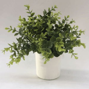 J PLANTA LISIMAQUIA AL-X2-07