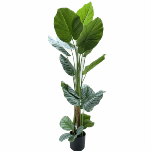 J PLANTA CALATHEA QPG-002