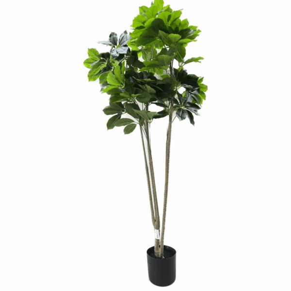 J PLANTA BUCKEYE QXY-190-490