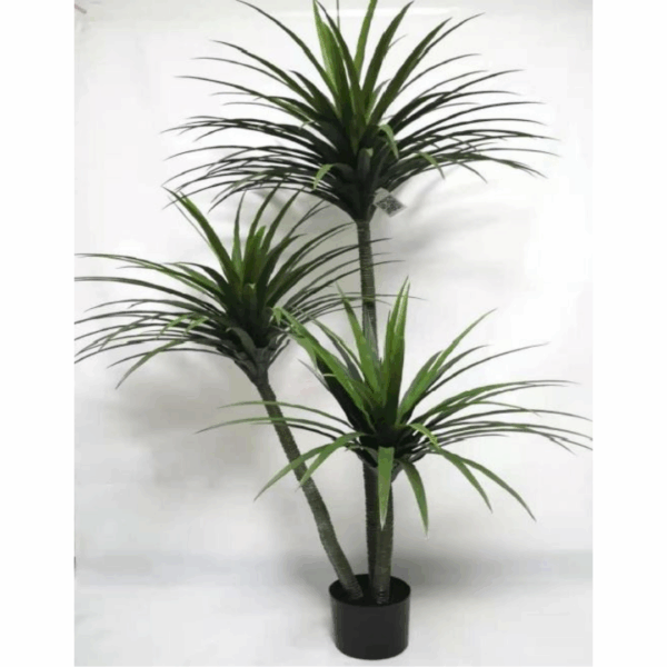 J PLANTA DRACANEA XY2021-015
